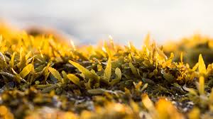 Seaweed crops