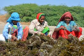 Seaweed cultivation