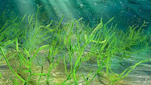 Seaweed plant growth